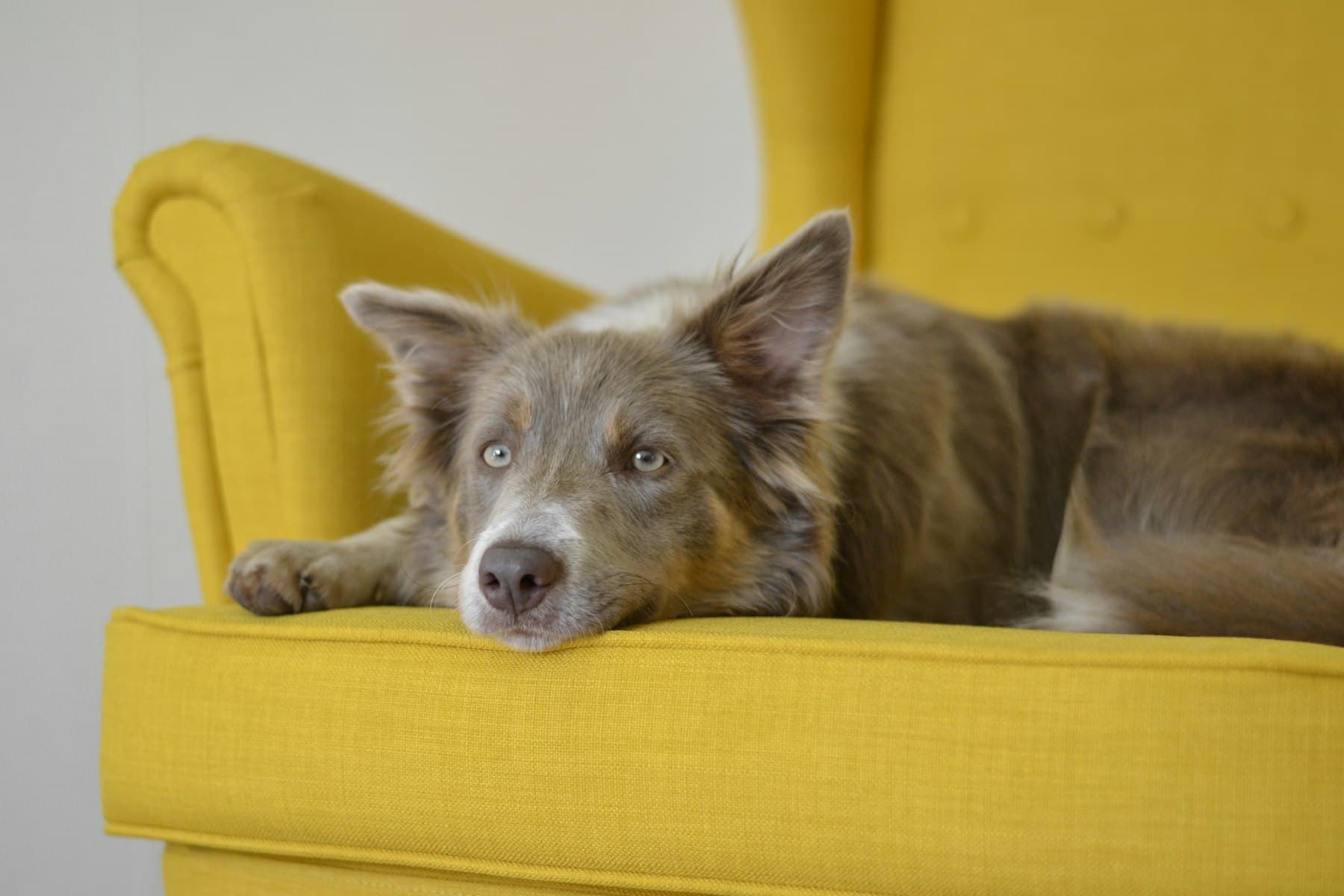 A dog resting on a yellow armchair
